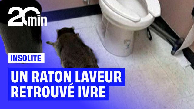 États-Unis : un raton laveur retrouvé complètement ivre dans les toilettes d'une épicerie