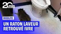États-Unis : un raton laveur retrouvé complètement ivre dans les toilettes d'une épicerie