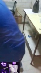 chimp and Cat podcast