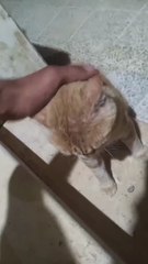 Funny Cats Movements For Cat lovers. Must Watch