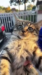 Funny Cats Movements For Cat lovers. Must Watch