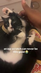 Funny Cats Movements For Cat lovers. Must Watch