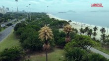 Rio de Janeiro, fioriscono per la prima e unica volta le palme talipot