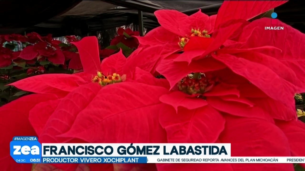 La flor de Nochebuena era considerada sagrada por los mexicas