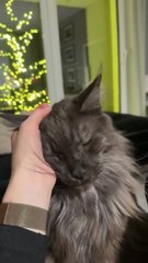 Need a Break? This Fluffy Ball Will Fix Your Day 😍🐾 #cat #animals #funny #funnycats #funniest #shorts #cute #viralcats #trending #fyp