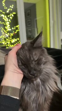 Need a Break? This Fluffy Ball Will Fix Your Day 😍🐾 #cat #animals #funny #funnycats #funniest #shorts #cute #viralcats #trending #fyp