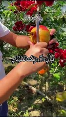 IslamicBeautifull Recition ofQuran pak || Beautifull telavaty Quran e pak