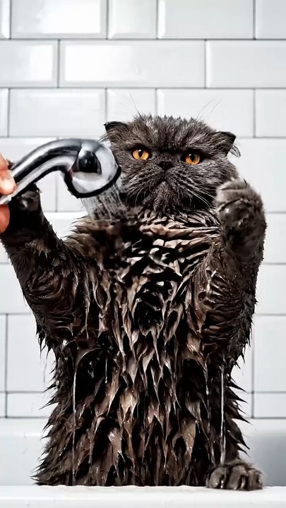 Pets Life #petsCat Showering Like an Elephant – Funny Cat Bath Video | Cute Pet Moments