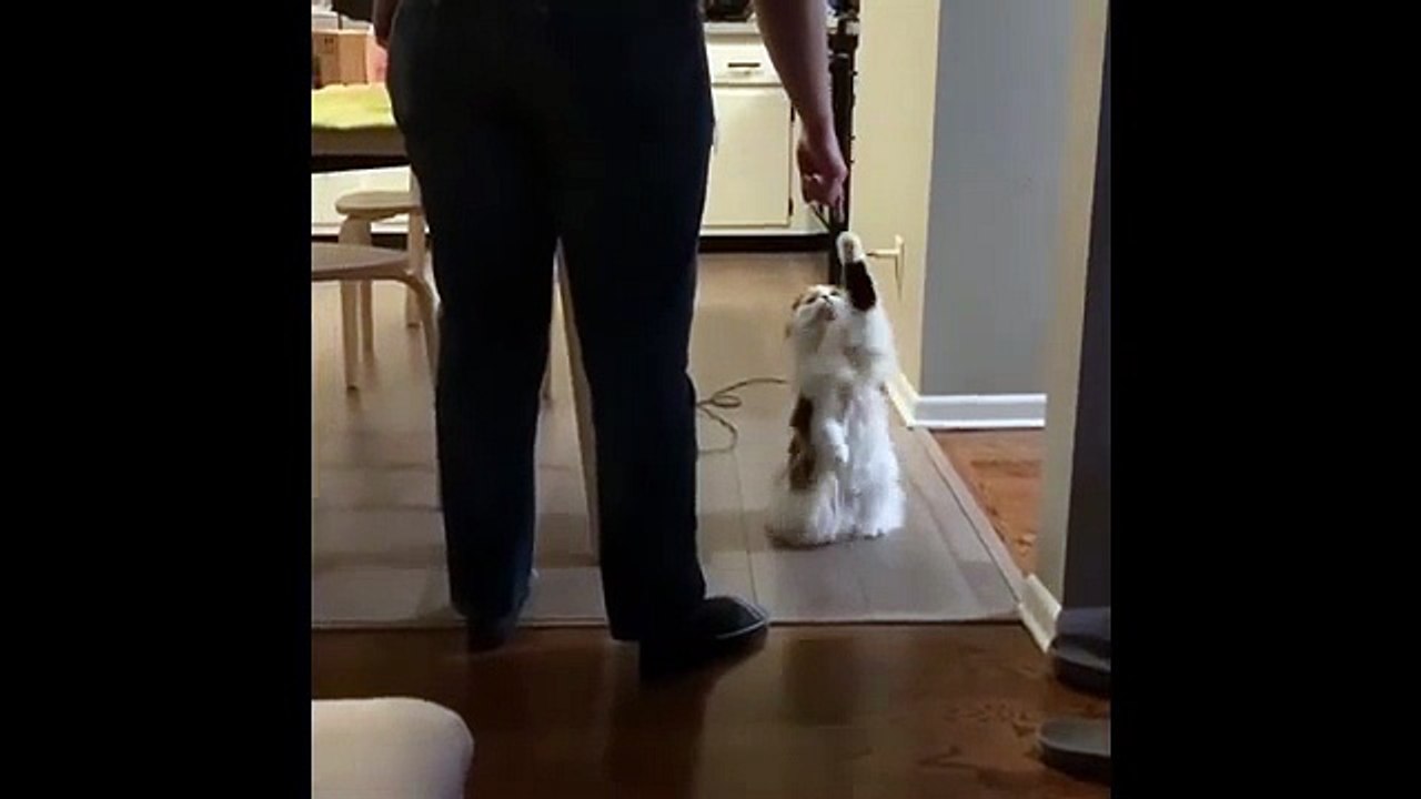 Funniest Cat Reactions Ever 🐱 | Laugh Till You Cry 2025 - 6