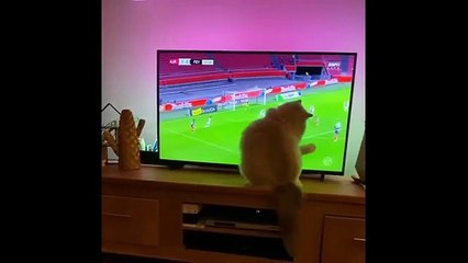 Funniest Cat Reactions Ever 🐱 | Laugh Till You Cry 2025- 9