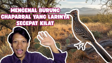 Burung Chaparral Capai Kecepatan 30 Km/Jam di Gurun Amerika-Serius Ini Hewan?