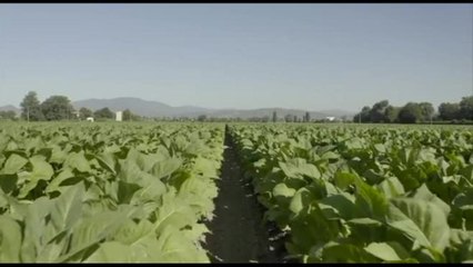 Tabacco e Made in Italy: contratti di filiera e tema regolatorio