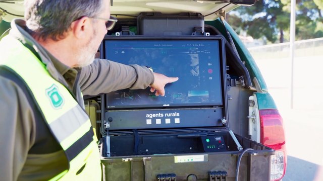 Se elevan a 13 los casos positivos de jabalíes con peste porcina africana