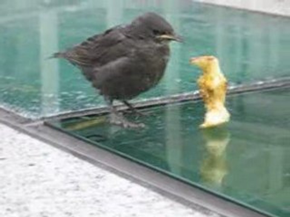 Oiseau