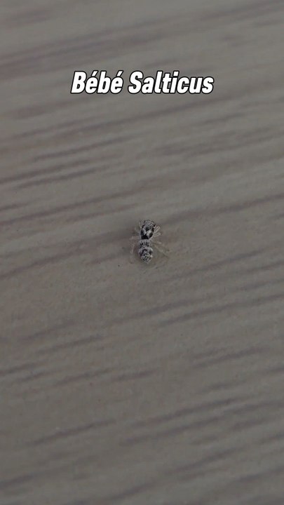 Ces araignées sont connues comme les adorables araignées sauteuses. On voit souvent à quoi elles ressemblent adulte mais quand elles sont bébé elles sont minuscules et encore plus adorable ! 😊