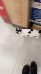 The new cat is very cute and naughty, we are having a good time together.