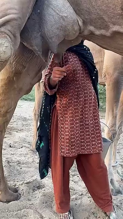 Camel’s milk