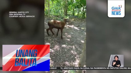 Isang tupa, nagpositibo sa rabies; iba pang tupa na pinaniniwalaang nahawa, sinusuri | Unang Balita