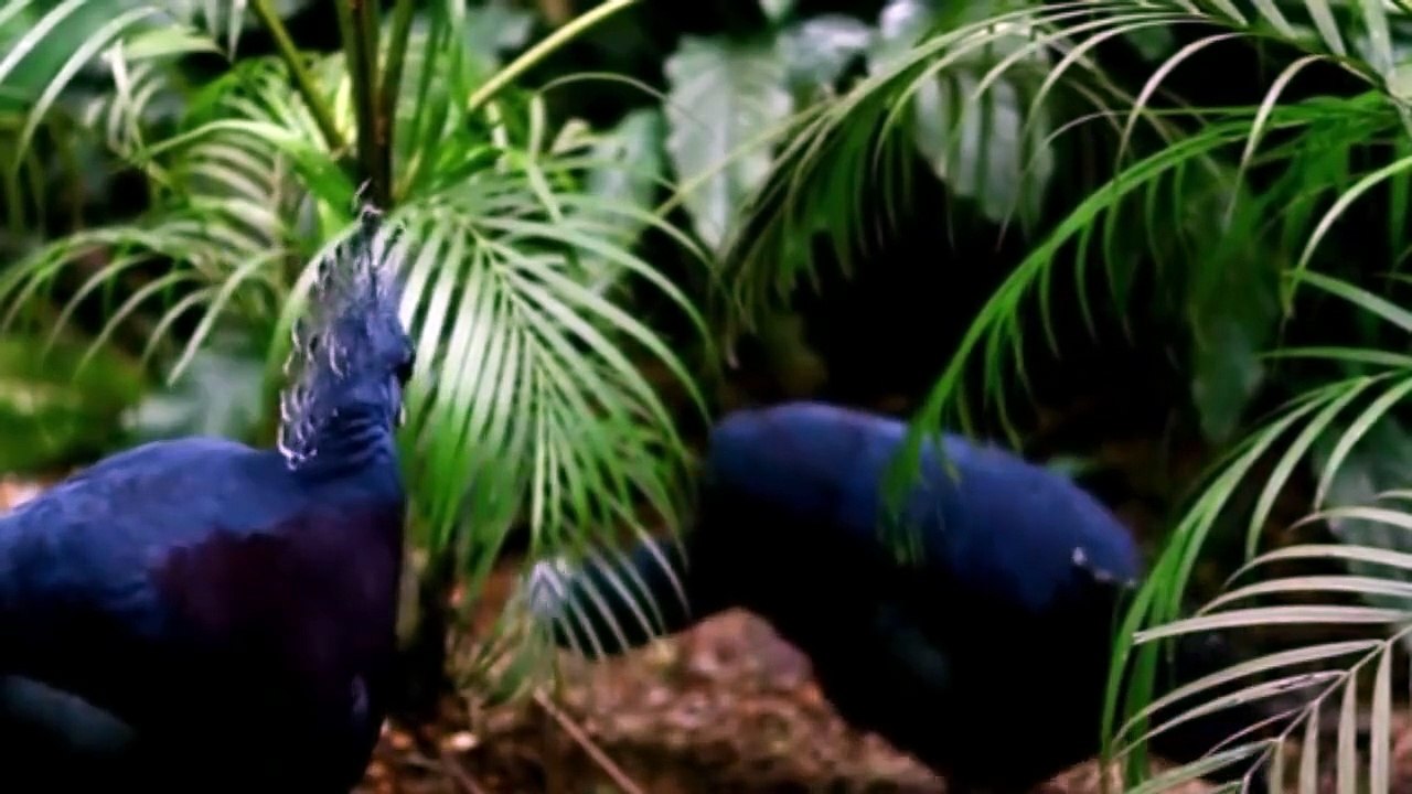 PAPUA JUNGLE, INDONESIA