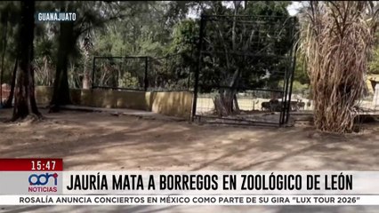 Jauría mata a borregos muflones en el Zoológico de León