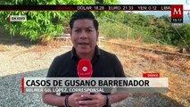 Oaxaca es el segundo estado de México con mayor número de casos de gusano barrenador
