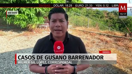 Oaxaca es el segundo estado de México con mayor número de casos de gusano barrenador