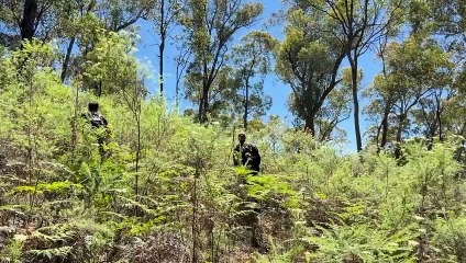 Police scour bushland in search of Dezi Freeman's body.