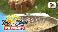 Alcala Products Center, malaking tulong sa mga magsasaka ng mais sa Cagayan; DA, sinasagot na ang mga iba’t ibang kailangan sa pagtatanim at pagpoproseso ng mais | ulat ni Vel Custodio