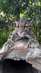 #funny video #shortvideo #viralvideo #funnyadda#