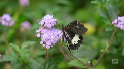 Gardening Australia Season 36 Episode 41