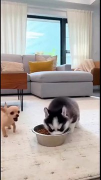 Tiny Peanut Steals the Husky’s Bowl… Until the Muscle Cane Corso Walks In 😳🤣 #chihuahua #funny