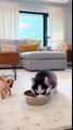 Tiny Peanut Steals the Husky’s Bowl… Until the Muscle Cane Corso Walks In 😳🤣 #chihuahua #funny