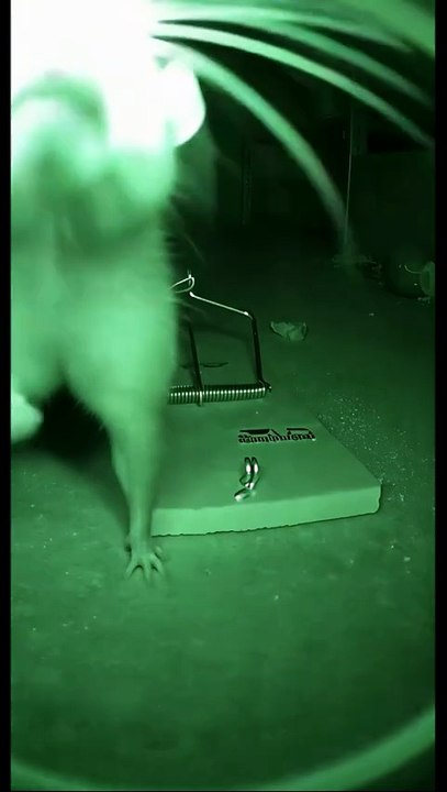 Smartest, Rudest Rat Ever