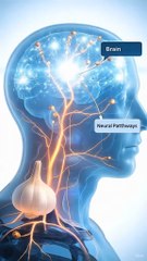 What happens when you eat garlic inside human body