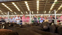 Day two of Christmas calf sales at Naracoorte