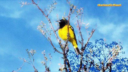 Scott’s Oriole Sounds & Facts | The Sweet Desert Singer