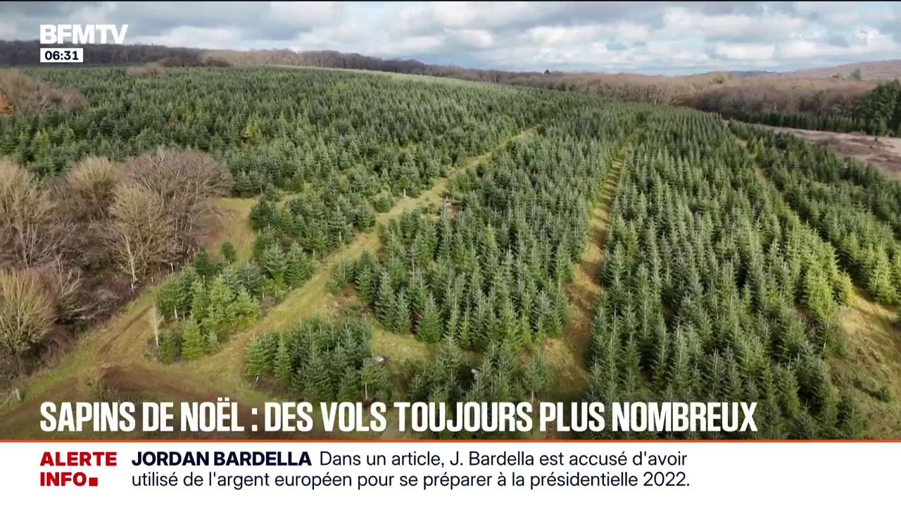 Depuis le début de l'année, 250 sapins de Noël ont été volés, soit 10% de la production de cette productrice en Haute-Saône