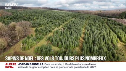 Depuis le début de l'année, 250 sapins de Noël ont été volés, soit 10% de la production de cette productrice en Haute-Saône