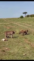 Hyena Risks It All to Steal a Leopard’s Fresh Kill! 🐆⚔️🦝