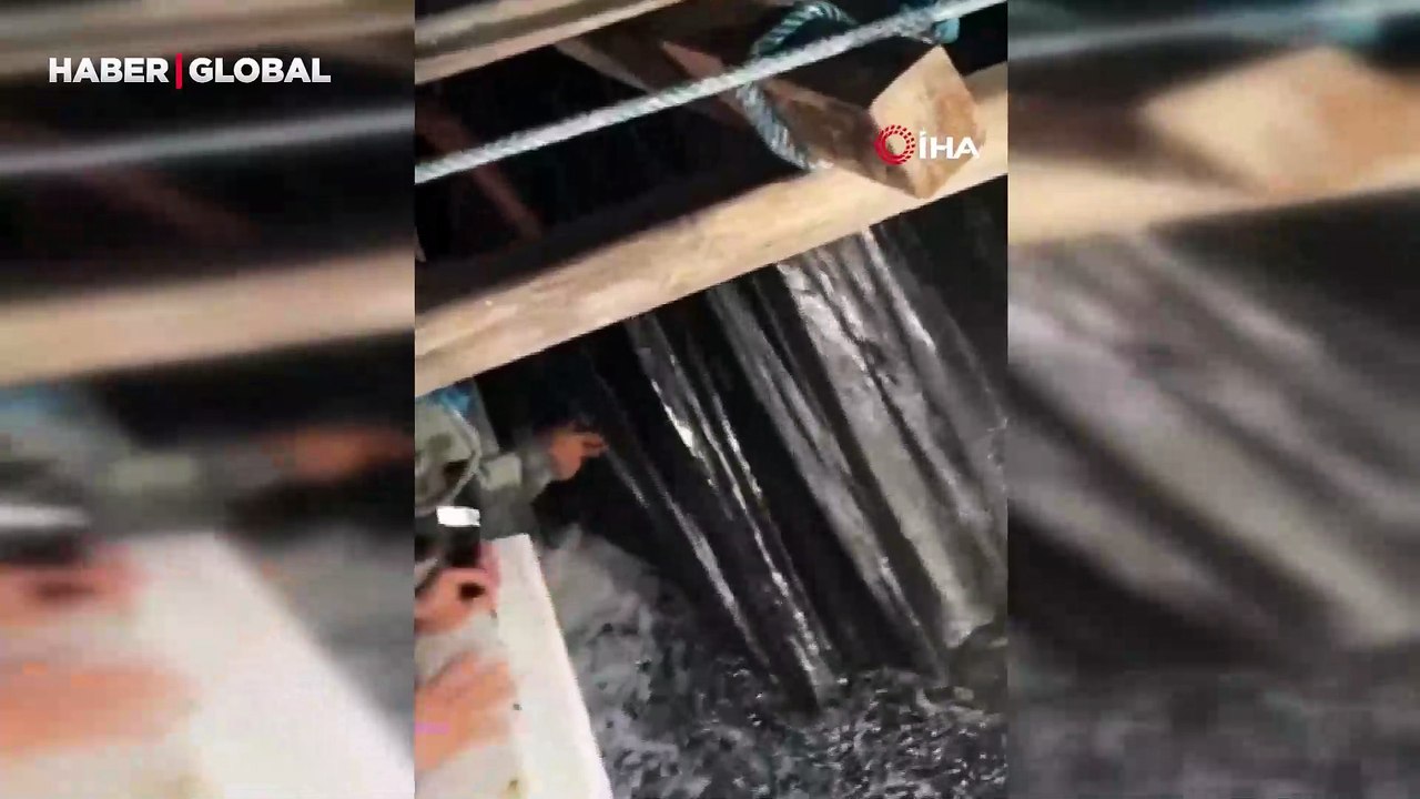 Ağlara takılan balina köpekbalığını kurtarma operasyonu kamerada