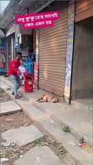 प्यारा कुत्ता