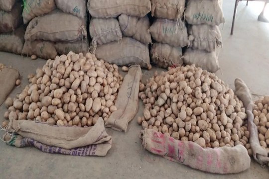 Muhana Aalu Mandi : पुराना आलू बेहद सस्ता, थोक मंडी में बिक रहा तीन रुपए किलो
