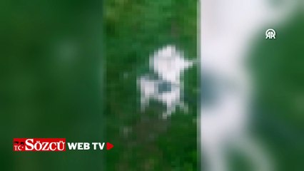 Boş arazide şiddete uğradıkları değerlendirilen 8 kedi ölüsü bulundu