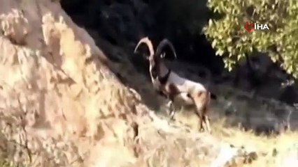 Diyarbakır'da koruma altındaki dağ keçileri görüntülendi