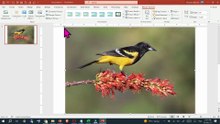 How to Move an Image in PowerPoint (PPT)