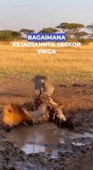 Occupied by a warthog