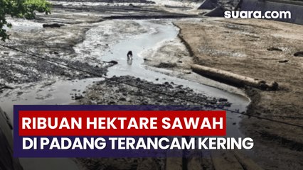 Bendungan Rusak Diterjang Bencana, Hampir 3 Ribu Hektare Sawah di Kota Padang Terancam Kekeringan