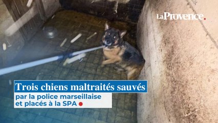 Trois chiens maltraités sauvés par la police marseillaise  et placés à la SPA
