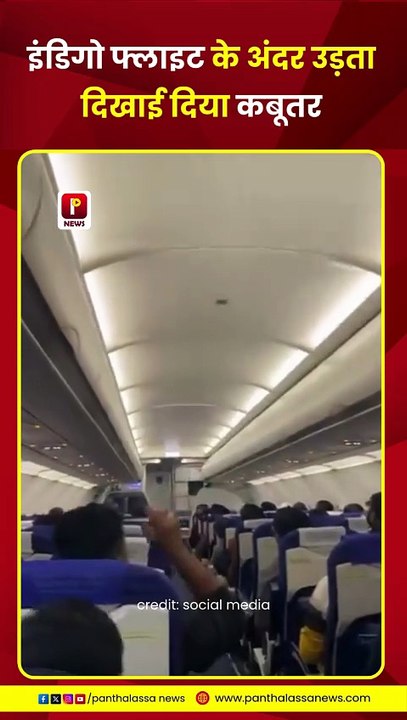IndiGo फ्लाइट के अंदर उड़ते हुए दिखाई दिया लोग इस पर जमकर मजे ले रहे हैं लोगों का कहना है कि कबूतर उड़ान भरते भरते थक गया इसलिए फ्लाइट के अंदर आराम करने के लिए आ गया है