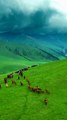 Spirit of the Nomad - Horses of Central Asia